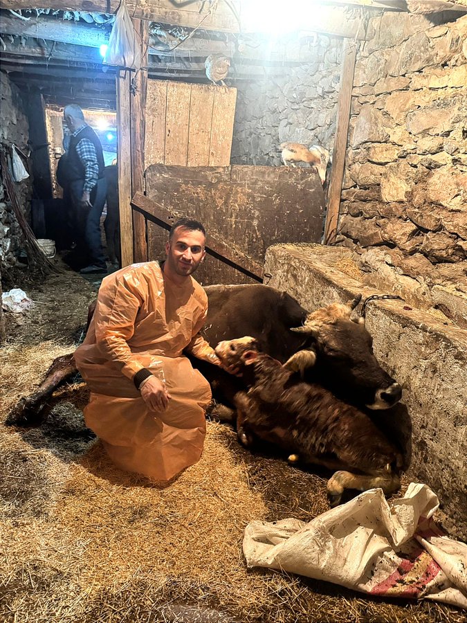 Siirt’te Veteriner Hekim Boğulmakta Olan Buzağıyı Kurtardı