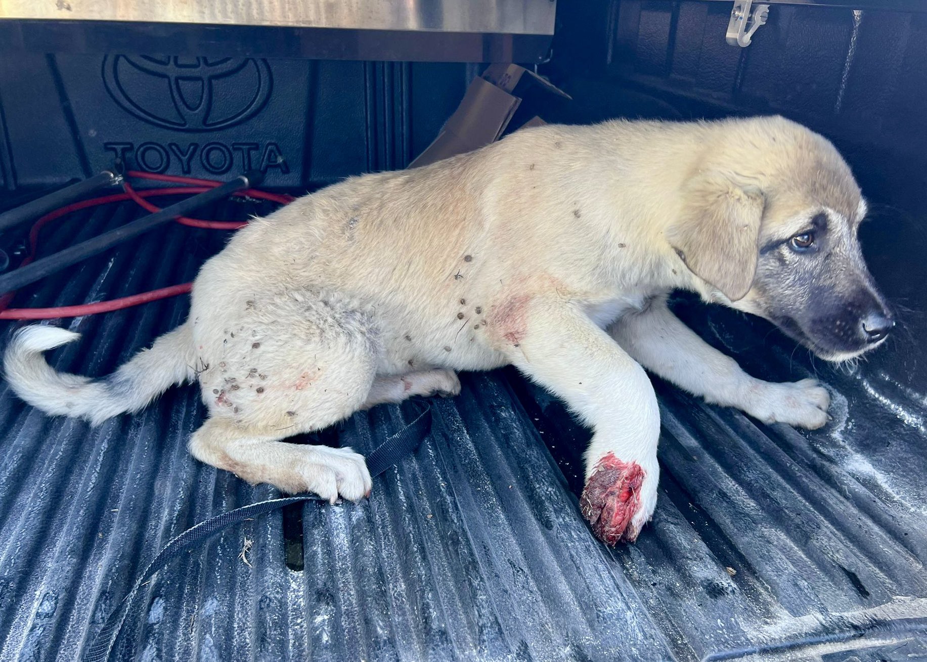 Siirt – Kurtalan Belediyesi Yaralı Köpekler İçin Harekete Geçti