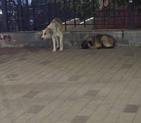 Siirt’te Başıboş Köpekler Çocukların Korkulu Rüyası Oldu