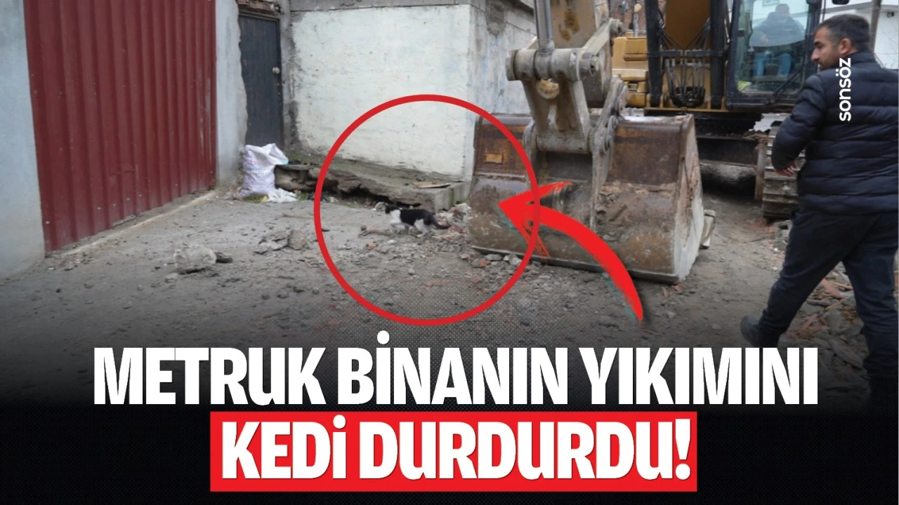 Metruk binanın yıkımını kedi durdurdu!