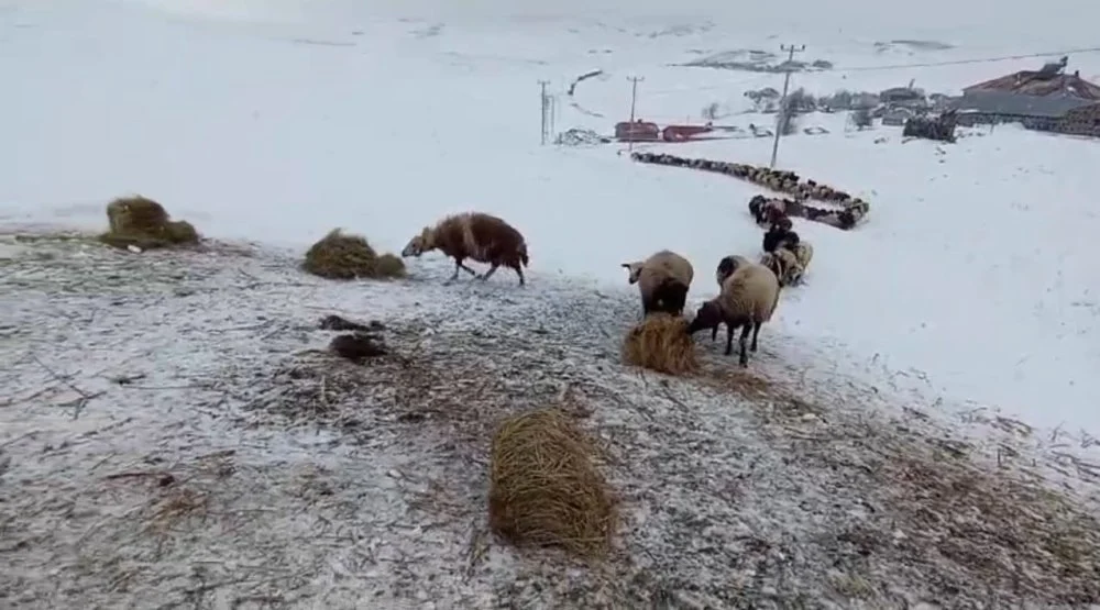 Siirt’te Kışın Hayvancılık Zor İş