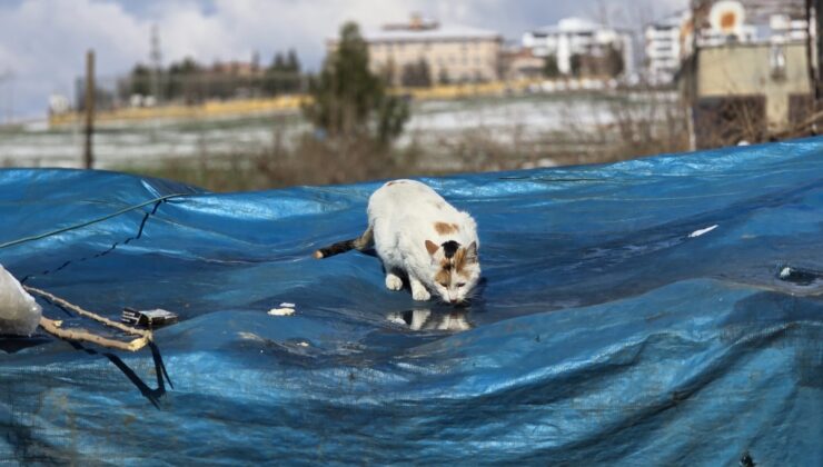 Siirt’te Kedinin Kar ve Güneş Keyfi Görenleri Gülümsetti